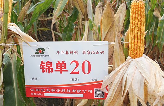 沈阳内蒙古玉米种子价格公道的厂家有哪些？