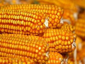 内蒙古玉米杂交种子的种植小技巧，你学会了吗？