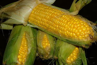 沈阳内蒙古优良玉米种是什么？