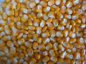 沈阳内蒙古玉米种子价格未来发展趋势？