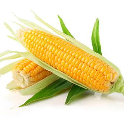 沈阳内蒙古玉米种子价格高的品种有哪优势？