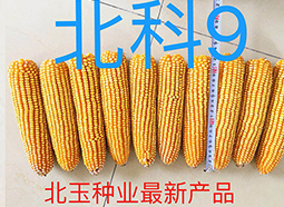 内蒙古优良玉米种的成活能力怎么判断