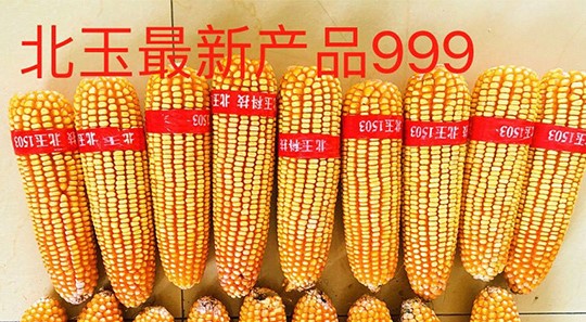 沈阳内蒙古玉米杂交种子纯度标准