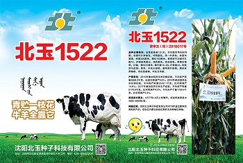 内蒙古青贮玉米种子有效提高产量