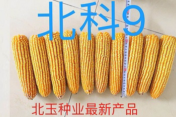决定内蒙古青贮玉米种子批发的成败—选购技巧