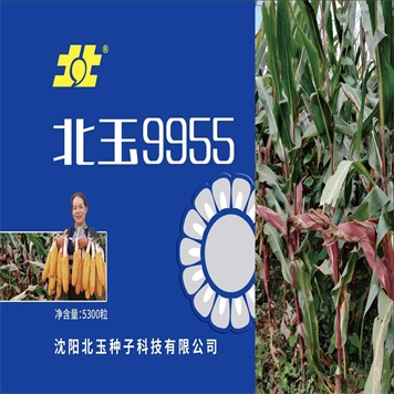 内蒙古玉米杂交种子